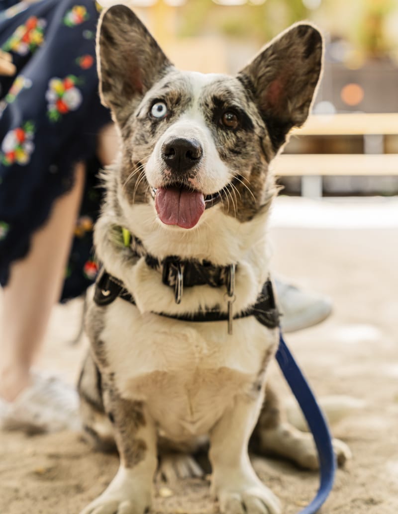 Pet-Friendly Carpet Cleaning Service