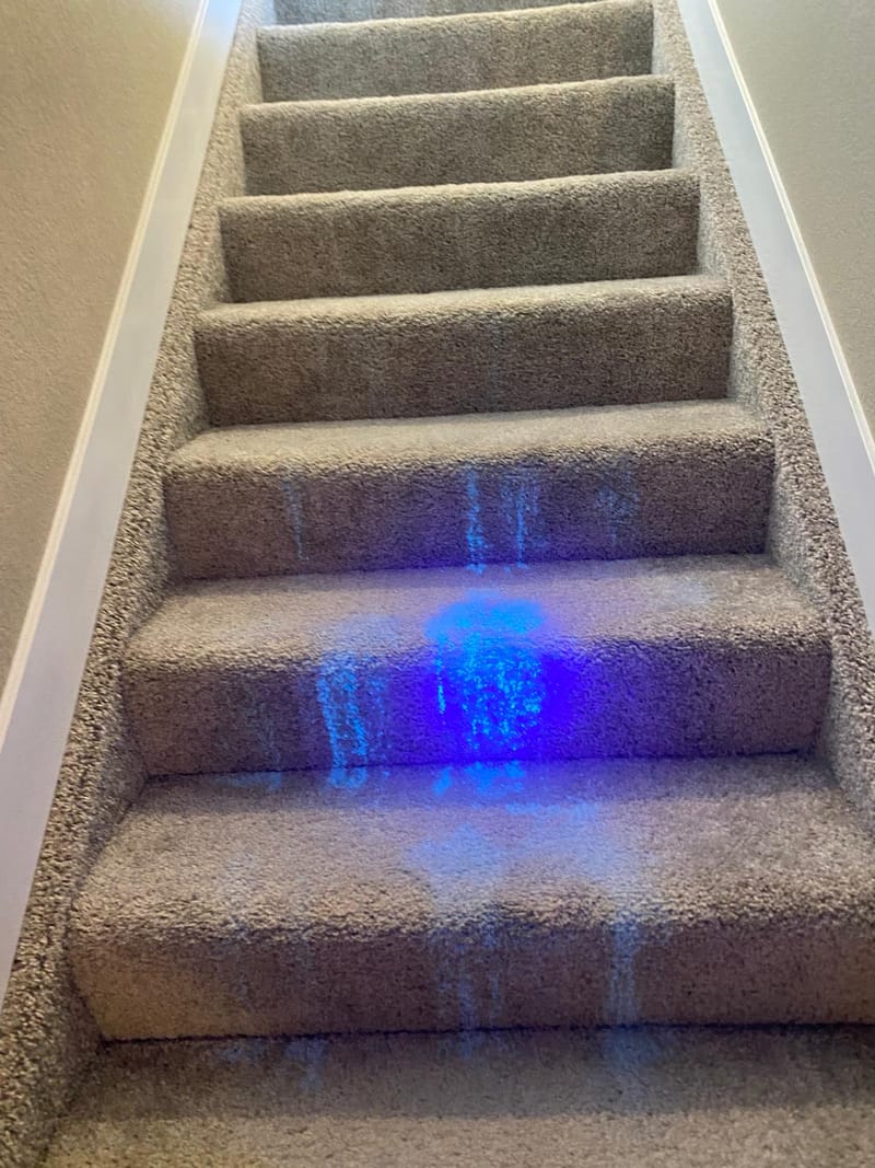 Pet Urine Stain Removal Treatment